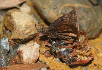 Dreamy Duskywing